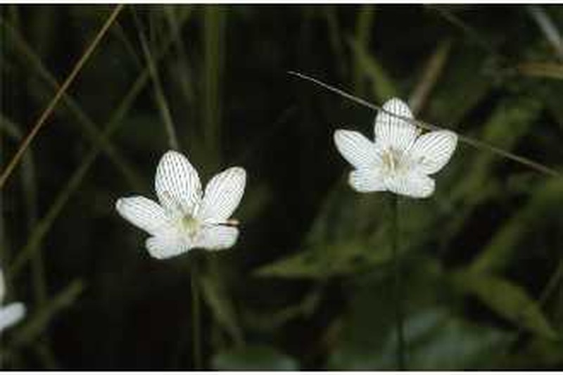 Fen Grass Of Parnassus