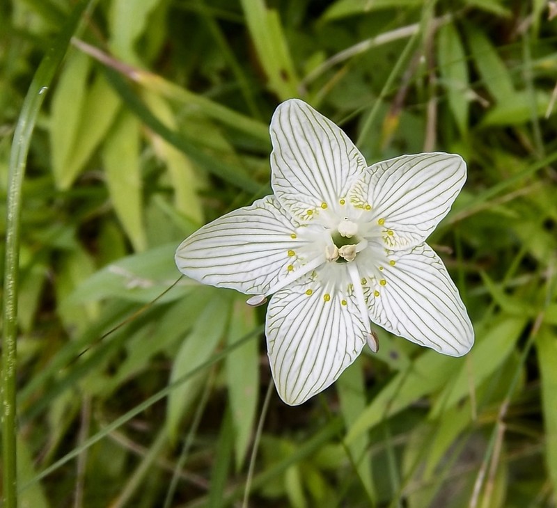 Fen Grass Of Parnassus