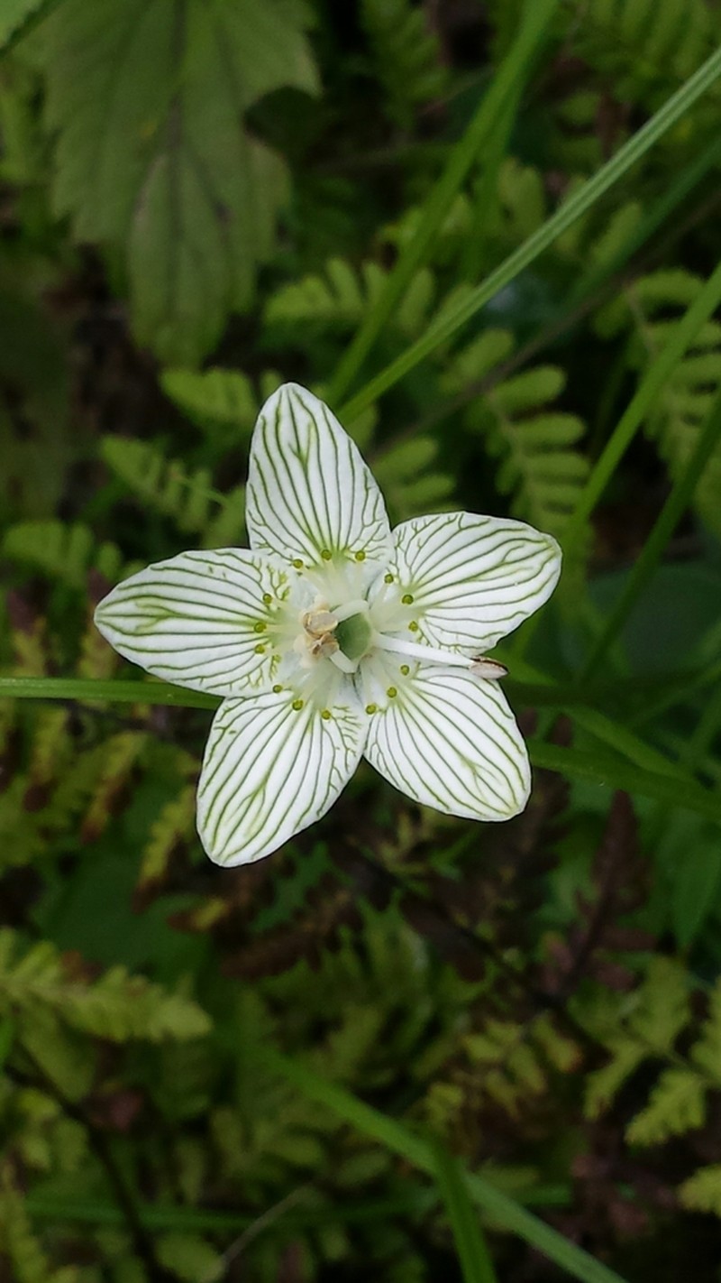 Fen Grass Of Parnassus photo 2