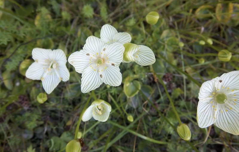 Fen Grass Of Parnassus photo 3