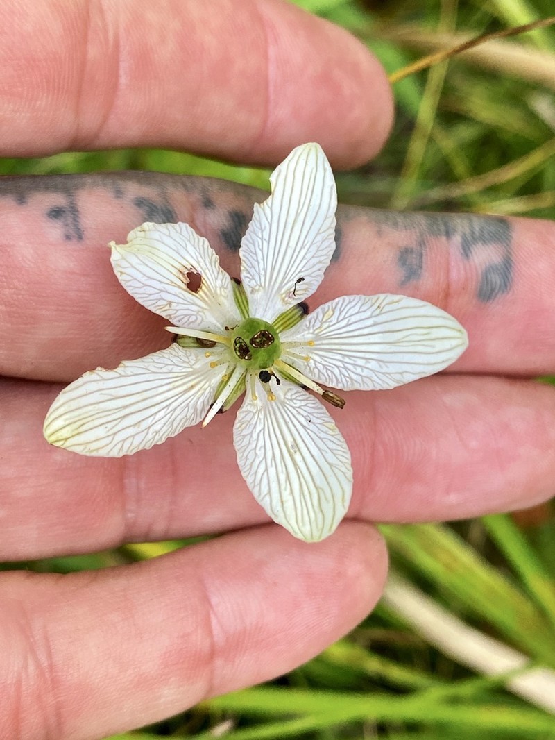 Fen Grass Of Parnassus photo 4