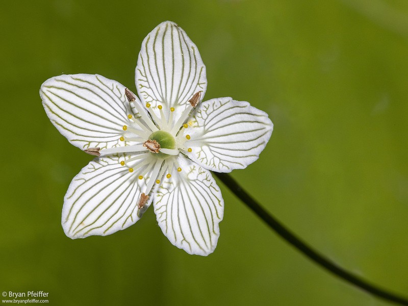 Fen Grass Of Parnassus photo 5