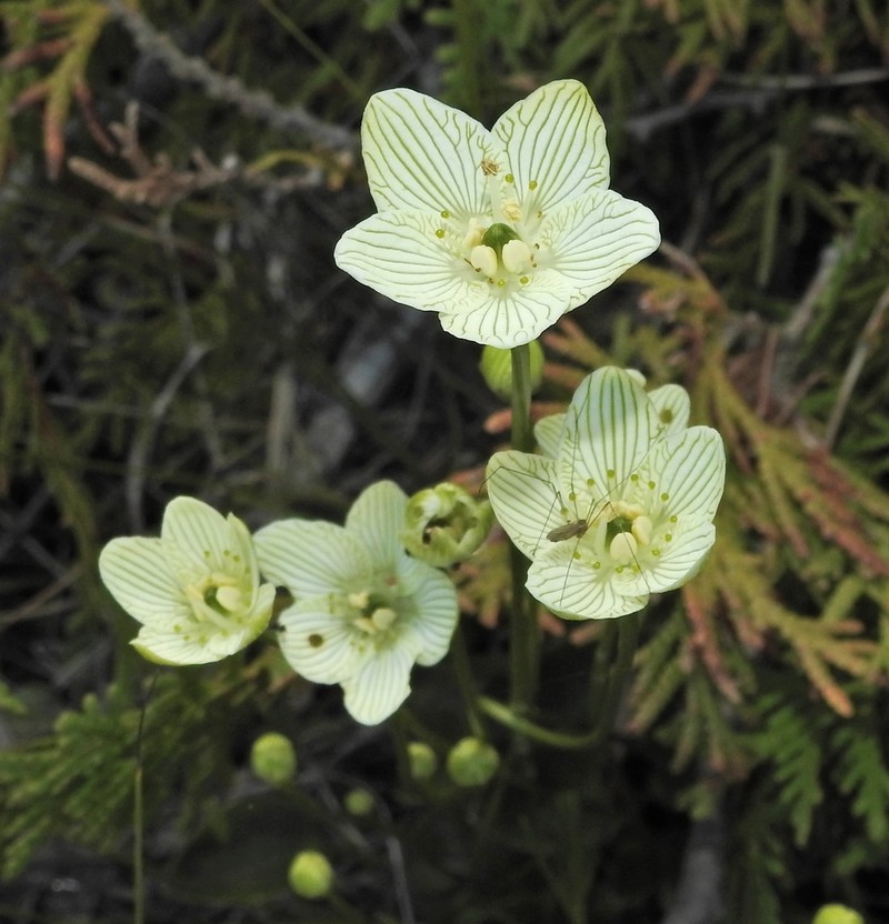 Fen Grass Of Parnassus photo 6