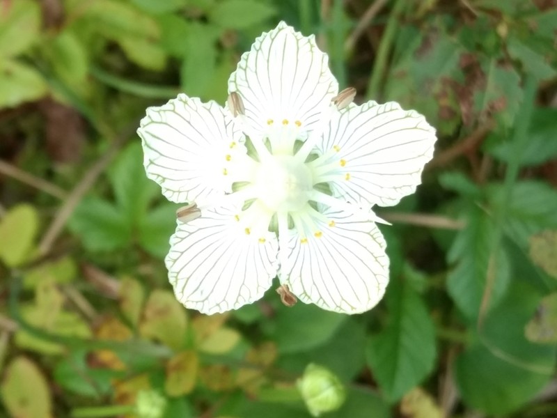 Fen Grass Of Parnassus photo 7