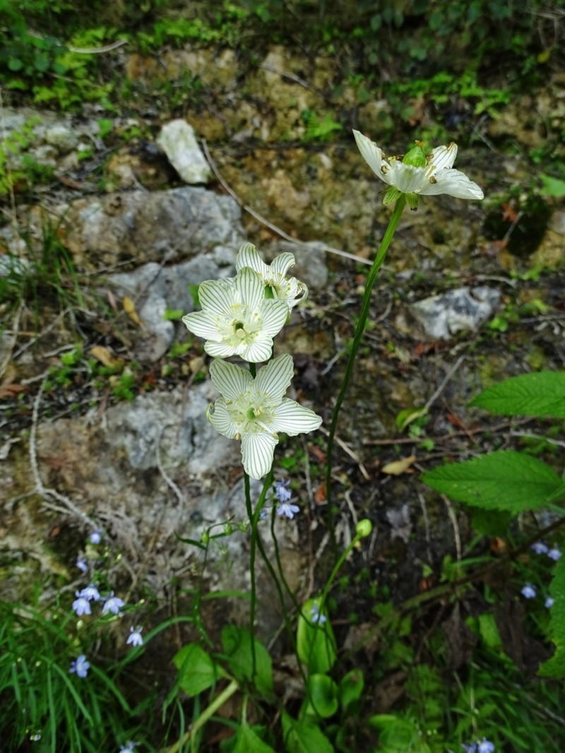 Fen Grass Of Parnassus photo 8