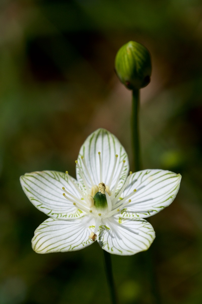 Largeleaf Grass Of Parnassus