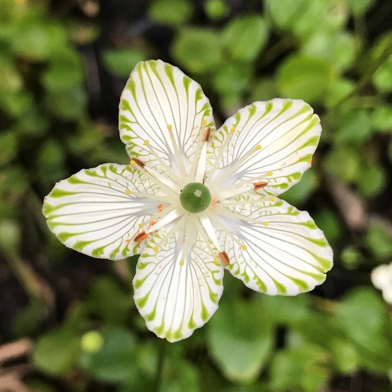 Largeleaf Grass Of Parnassus photo 2