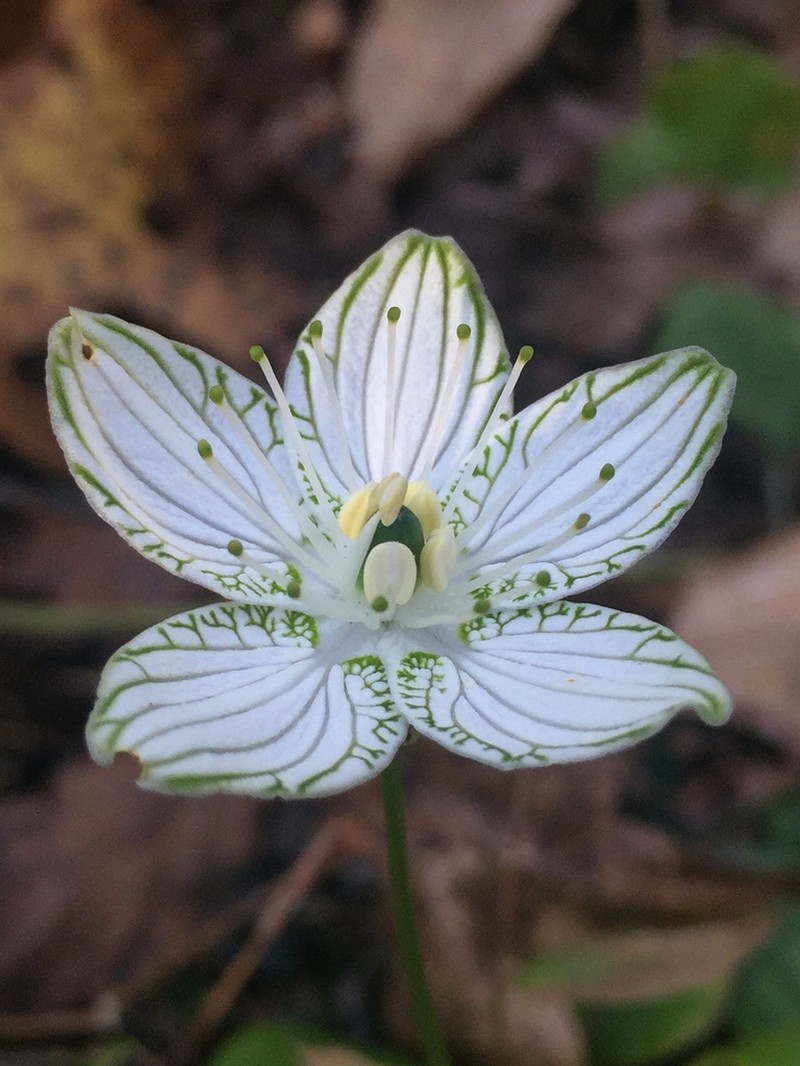Largeleaf Grass Of Parnassus photo 3