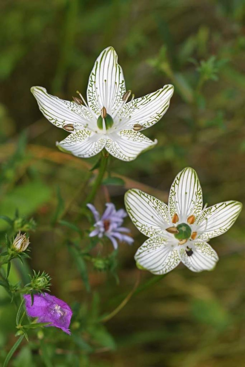 Largeleaf Grass Of Parnassus photo 4