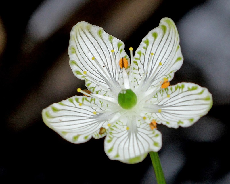 Largeleaf Grass Of Parnassus photo 5