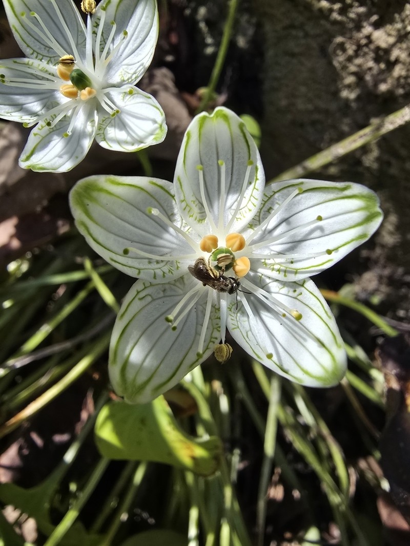 Largeleaf Grass Of Parnassus photo 6