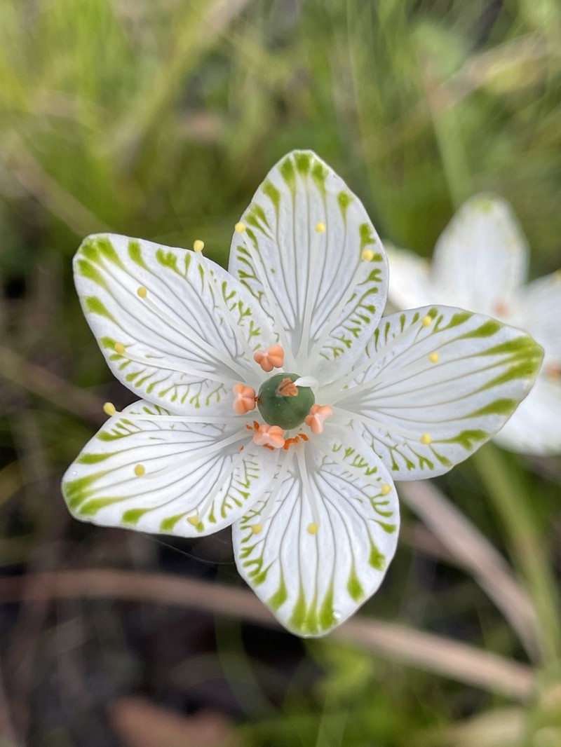 Largeleaf Grass Of Parnassus photo 7