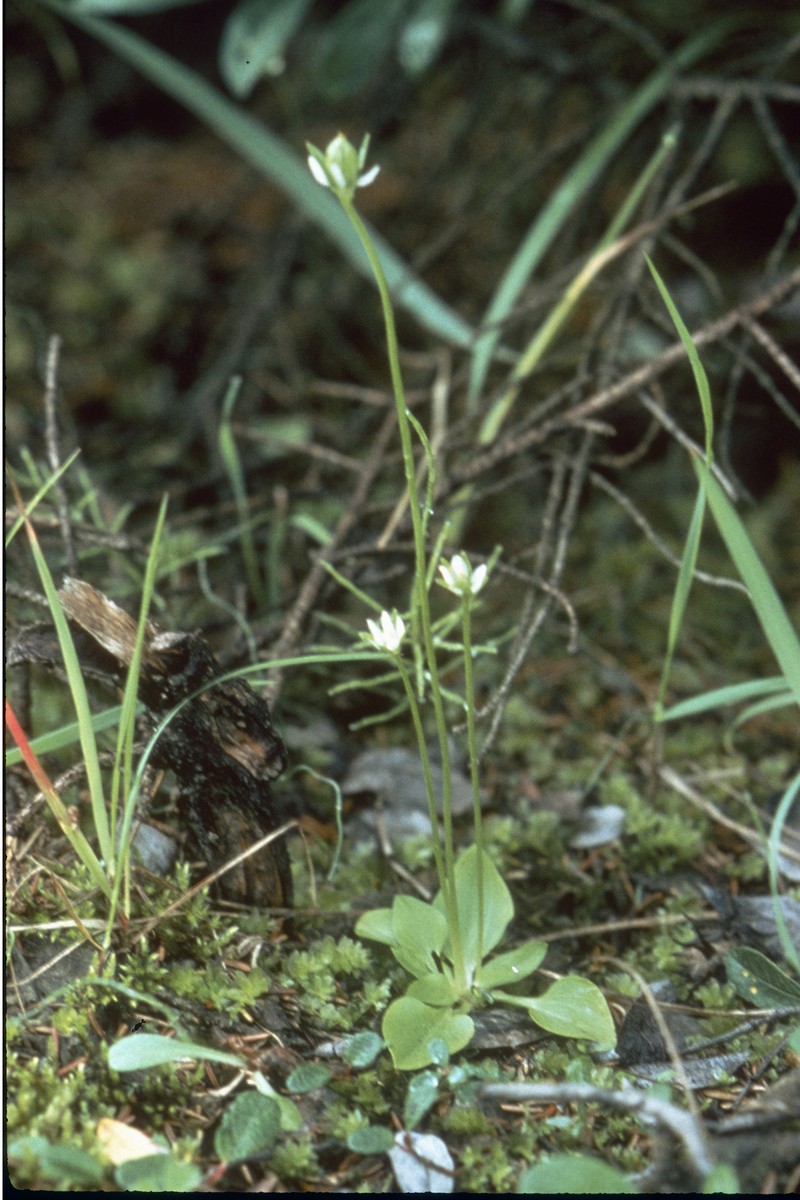 Kotzebue's Grass Of Parnassus photo 2