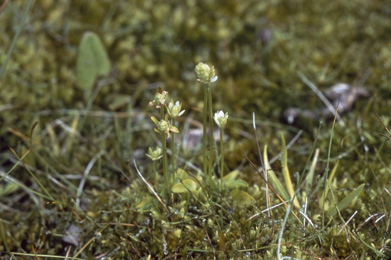 Kotzebue's Grass Of Parnassus photo 3