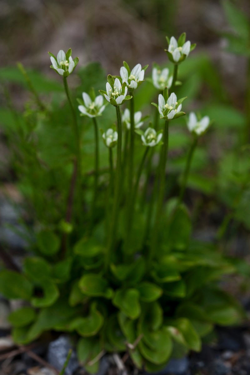 Kotzebue's Grass Of Parnassus photo 4