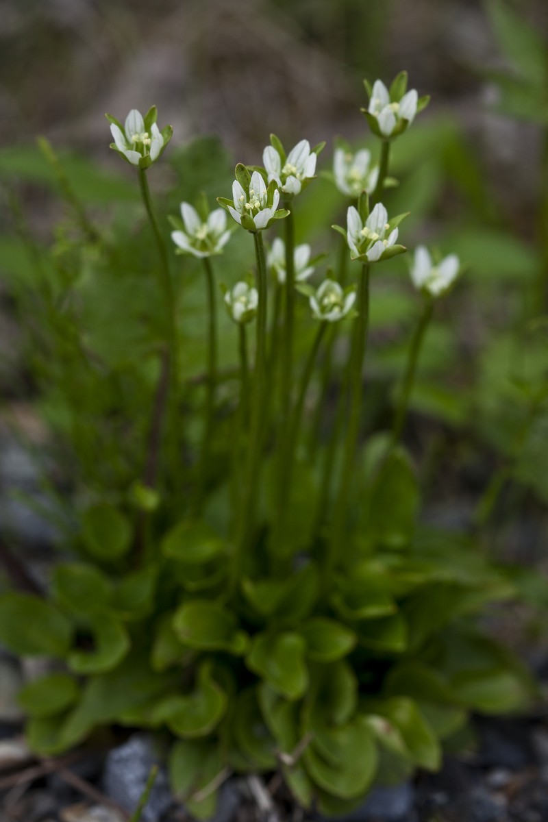 Kotzebue's Grass Of Parnassus