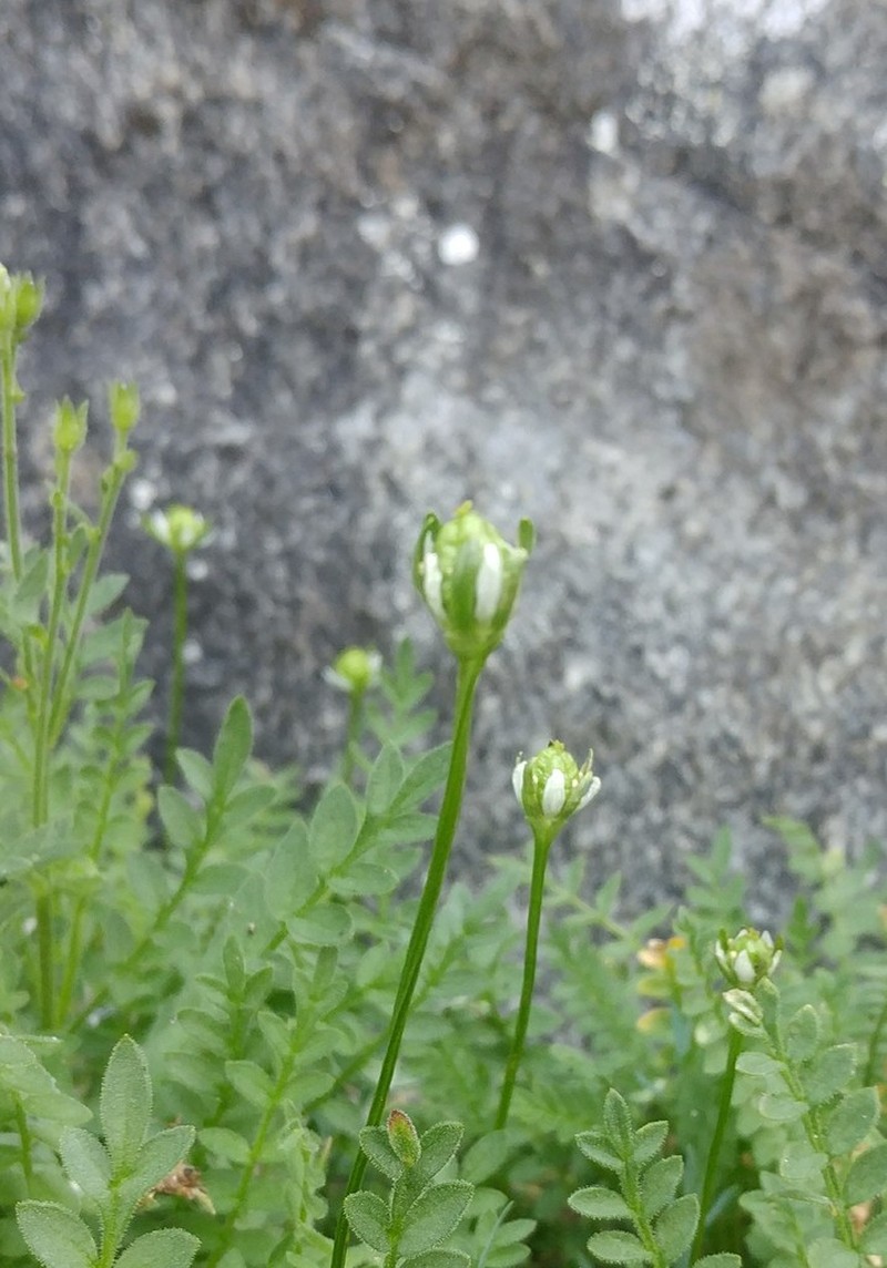 Kotzebue's Grass Of Parnassus