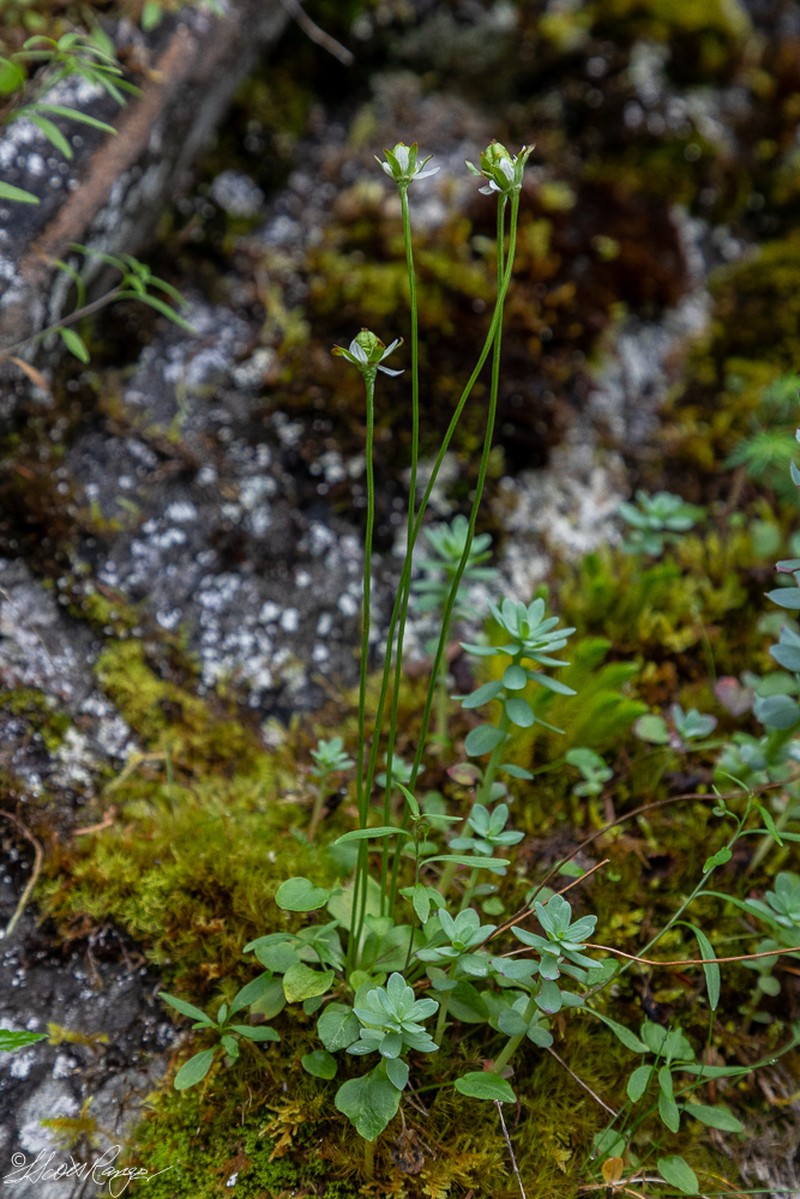 Kotzebue's Grass Of Parnassus photo 2