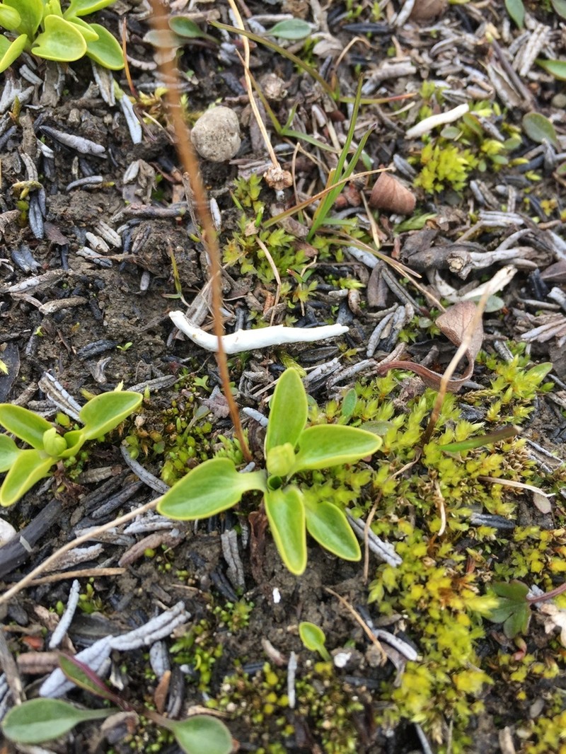 Kotzebue's Grass Of Parnassus photo 3