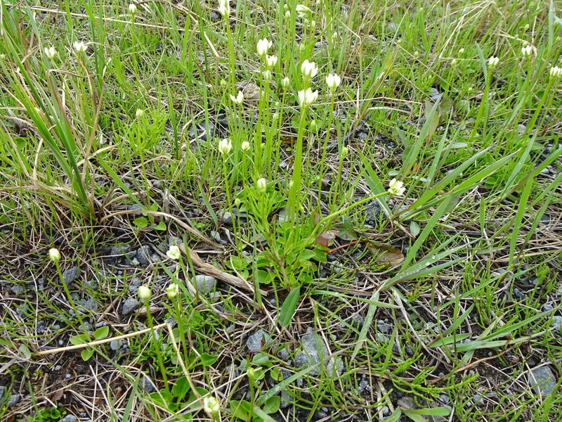 Kotzebue's Grass Of Parnassus photo 4