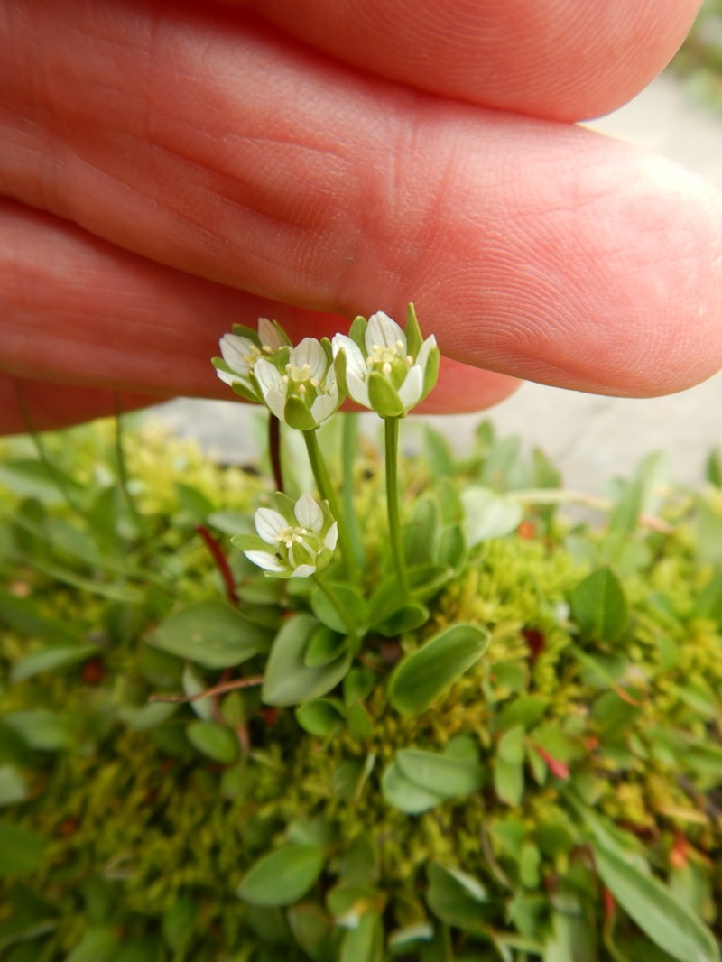 Kotzebue's Grass Of Parnassus photo 5