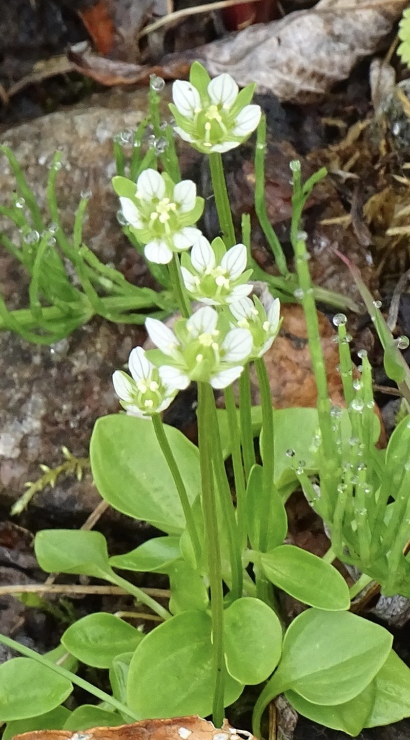 Kotzebue's Grass Of Parnassus photo 6