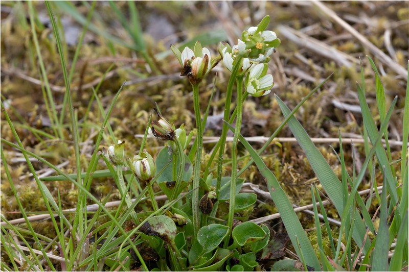 Kotzebue's Grass Of Parnassus photo 7