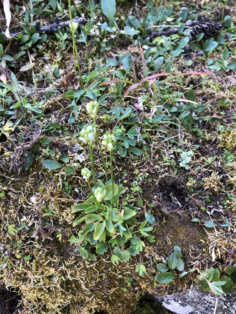 Kotzebue's Grass Of Parnassus photo 8