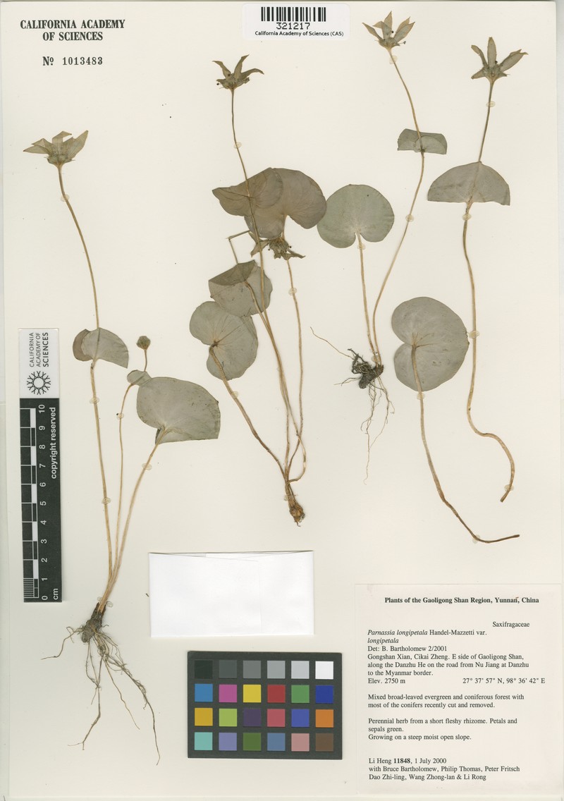 Parnassia longipetala var. longipetala
