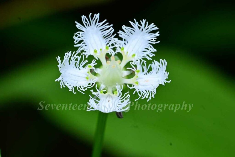 Parnassia noemiae