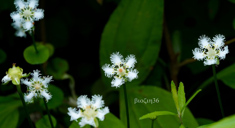 Parnassia noemiae photo 2