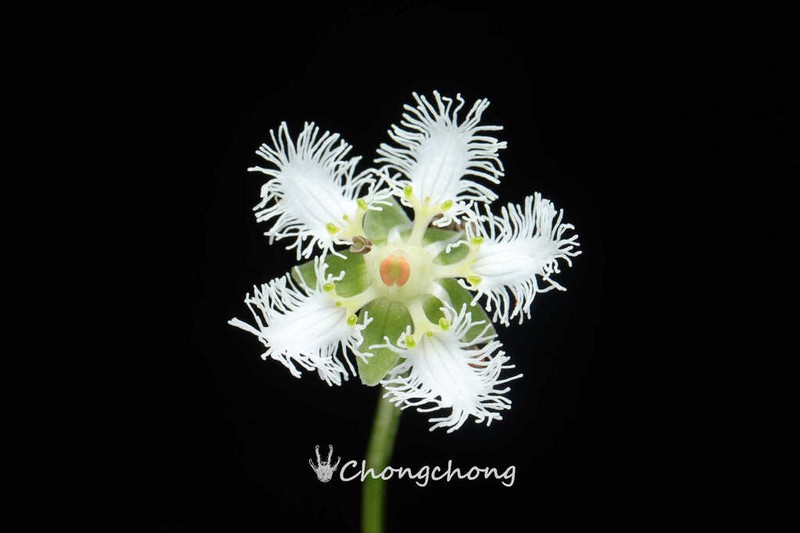 Parnassia noemiae photo 3
