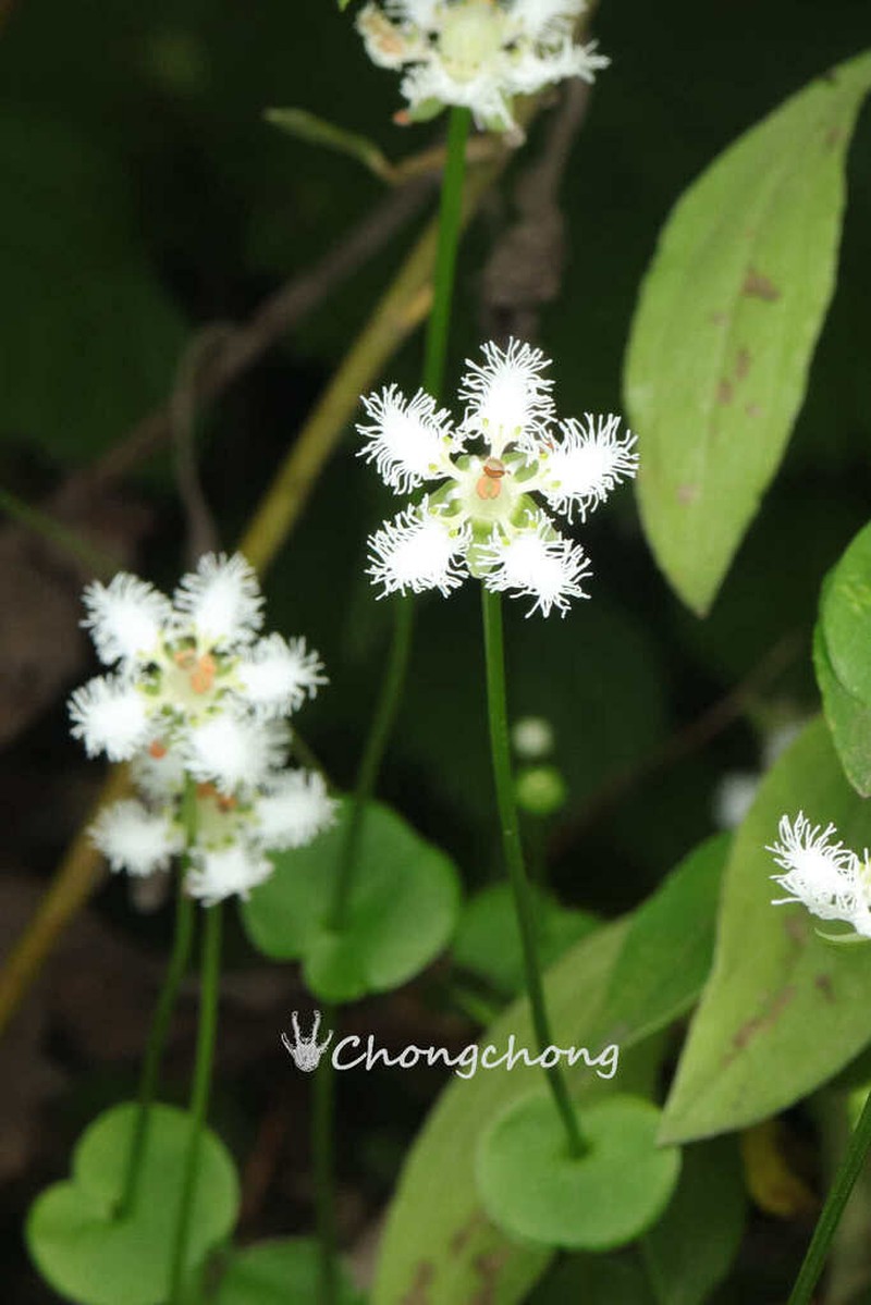 Parnassia noemiae photo 4
