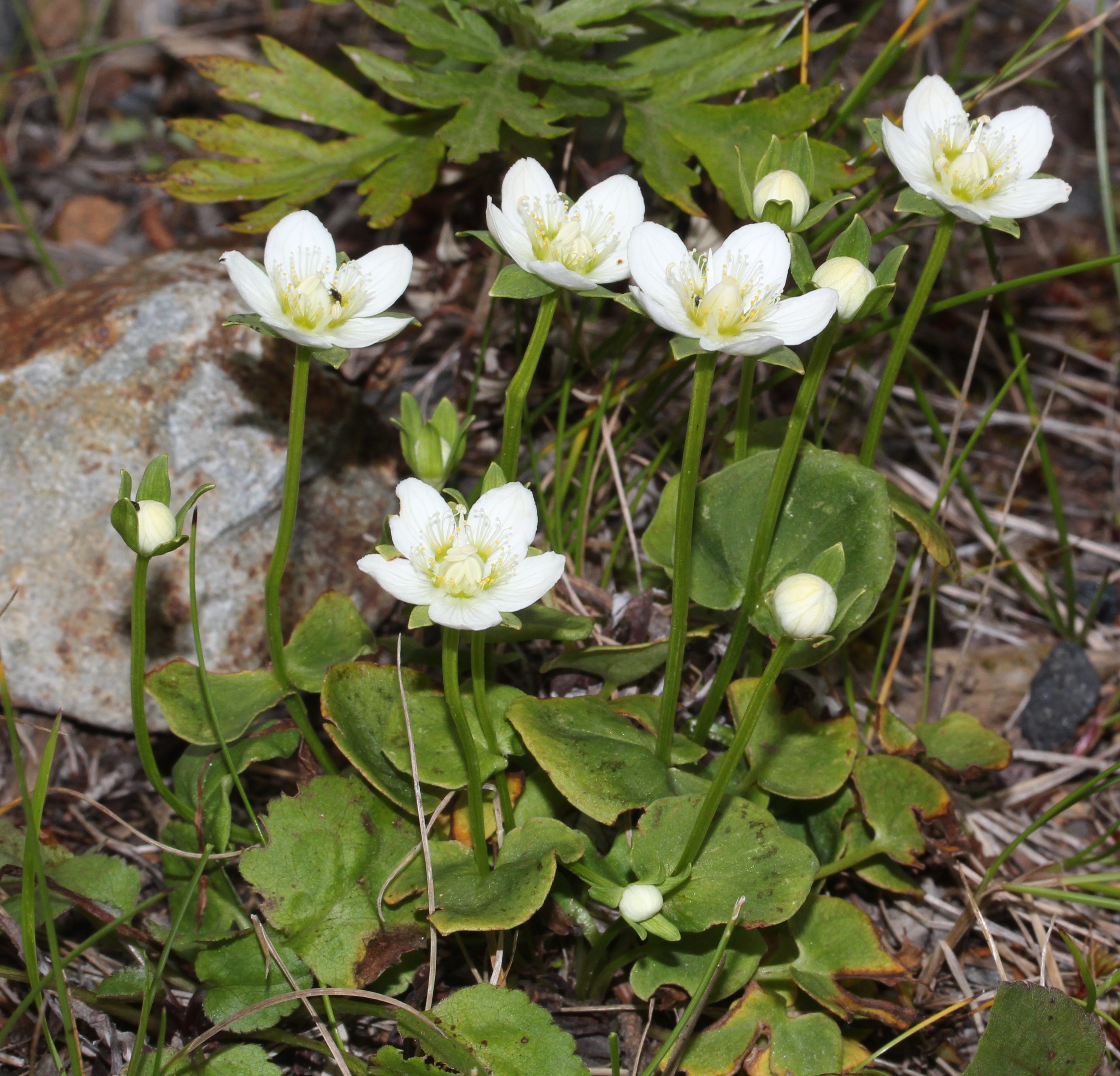 Marsh Grass Of Parnassus photo 7