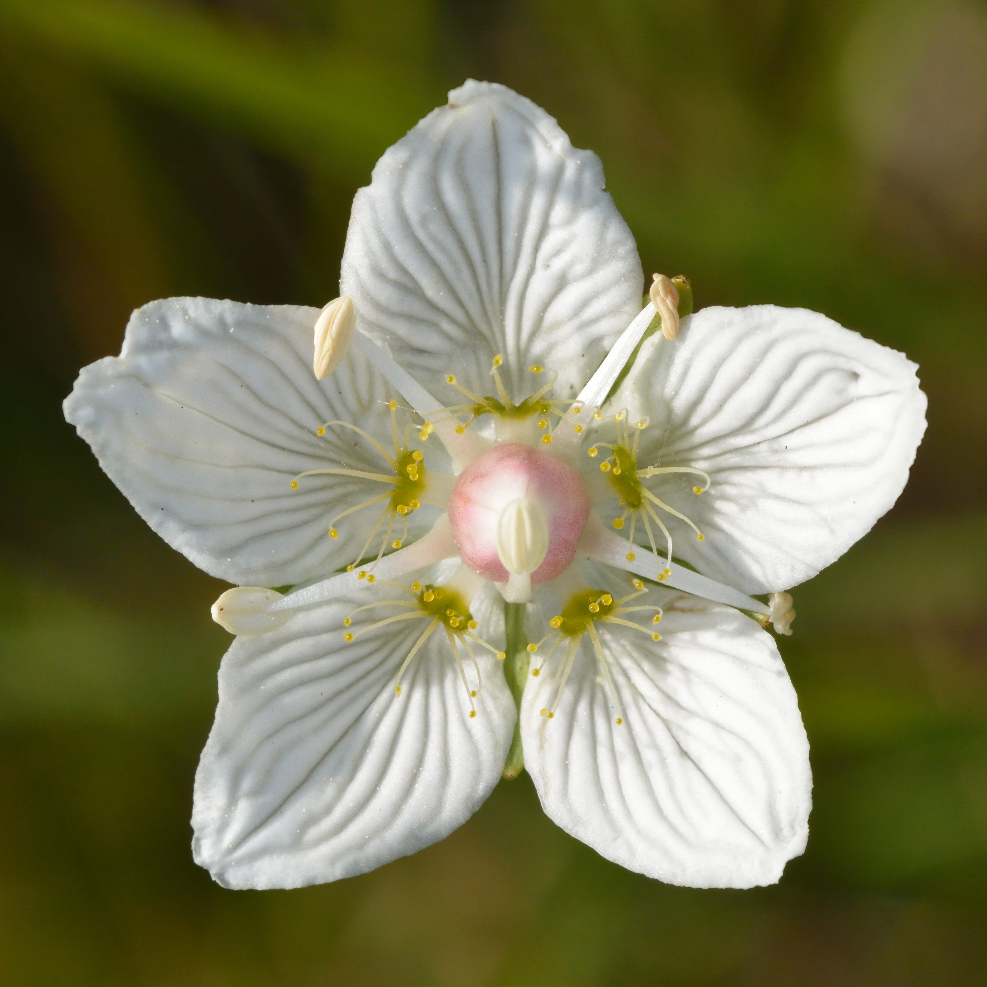 Marsh Grass Of Parnassus