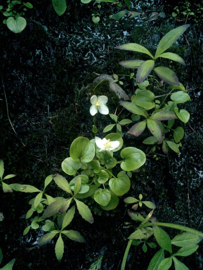 Marsh Grass Of Parnassus photo 3