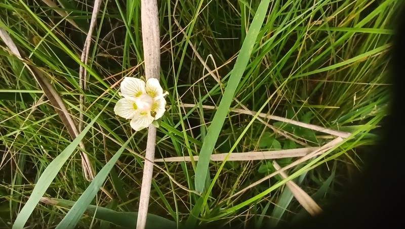 Marsh Grass Of Parnassus photo 4