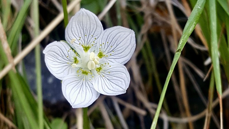 Marsh Grass Of Parnassus photo 5