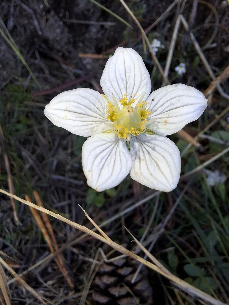 Marsh Grass Of Parnassus photo 6