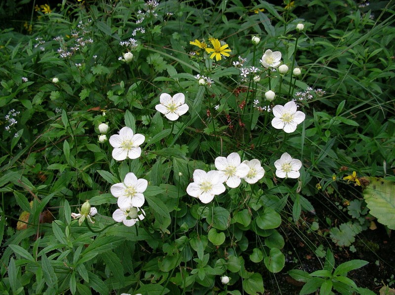Marsh Grass Of Parnassus photo 7