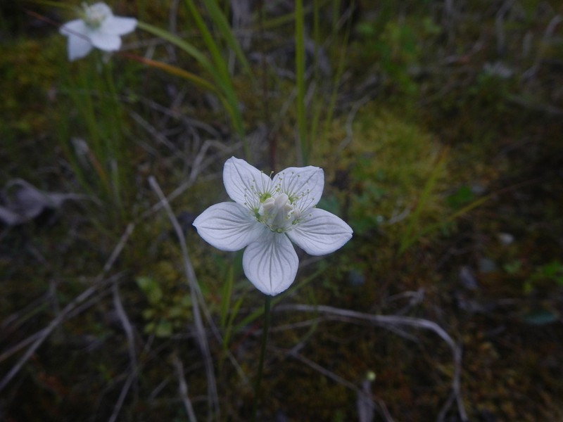 Marsh Grass Of Parnassus photo 8