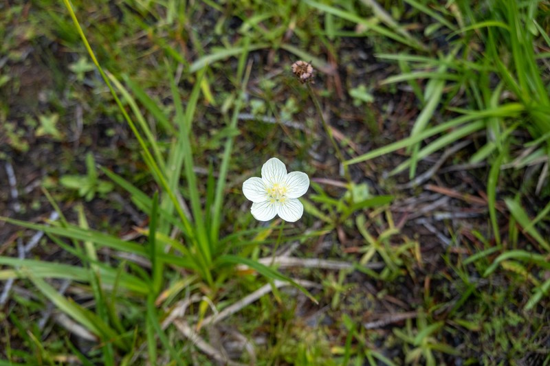 California Grass Of Parnassus