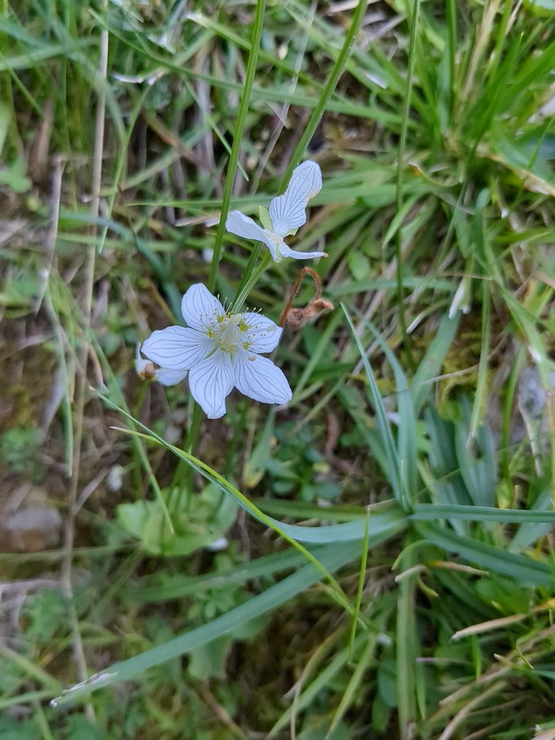 California Grass Of Parnassus photo 2