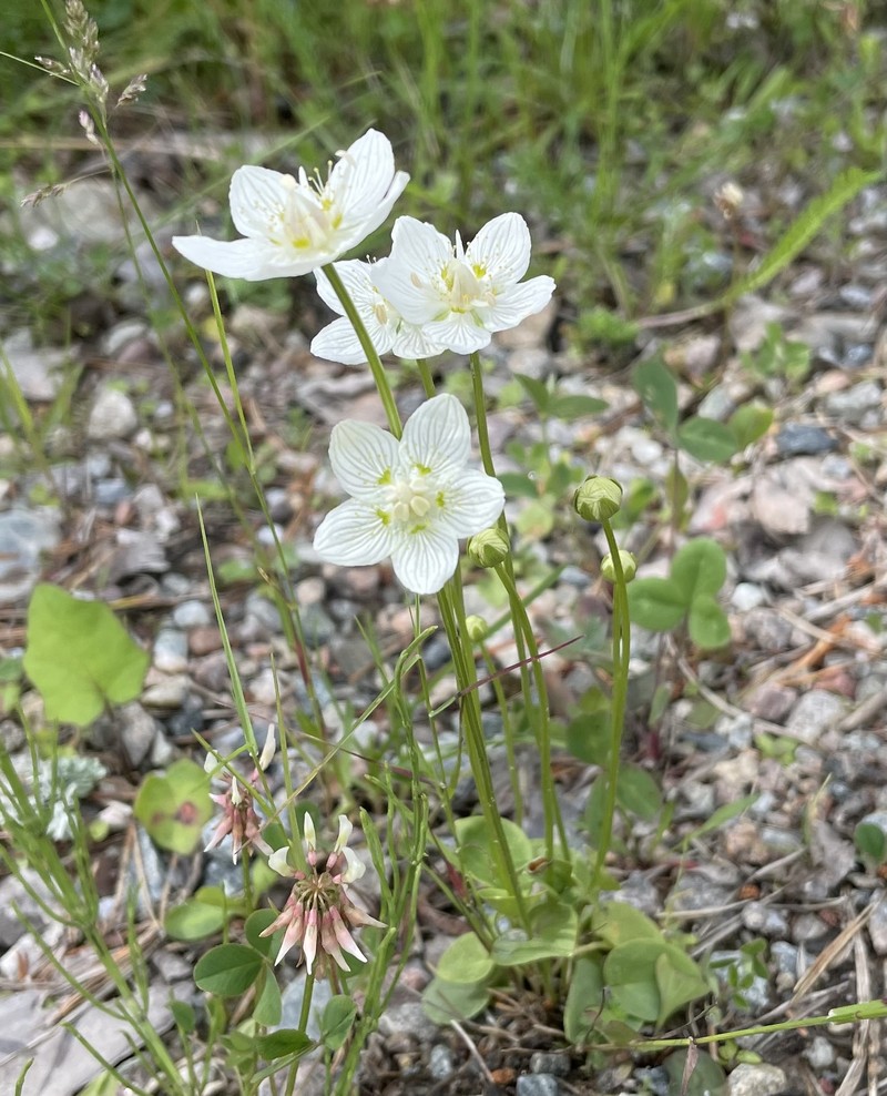 California Grass Of Parnassus photo 3