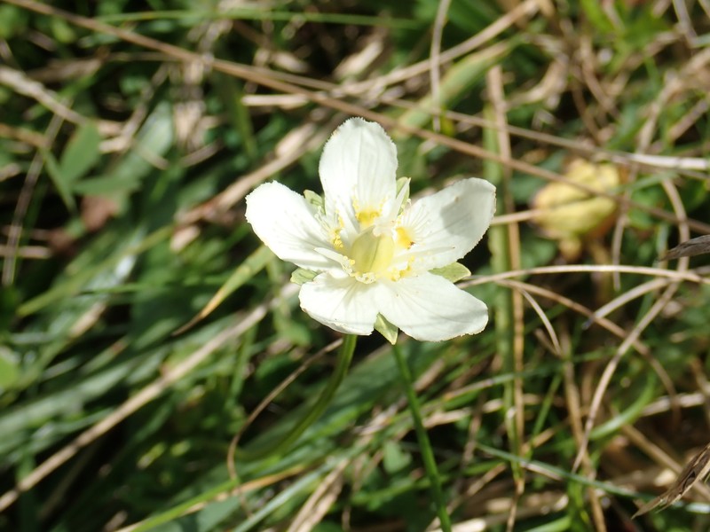 California Grass Of Parnassus photo 4