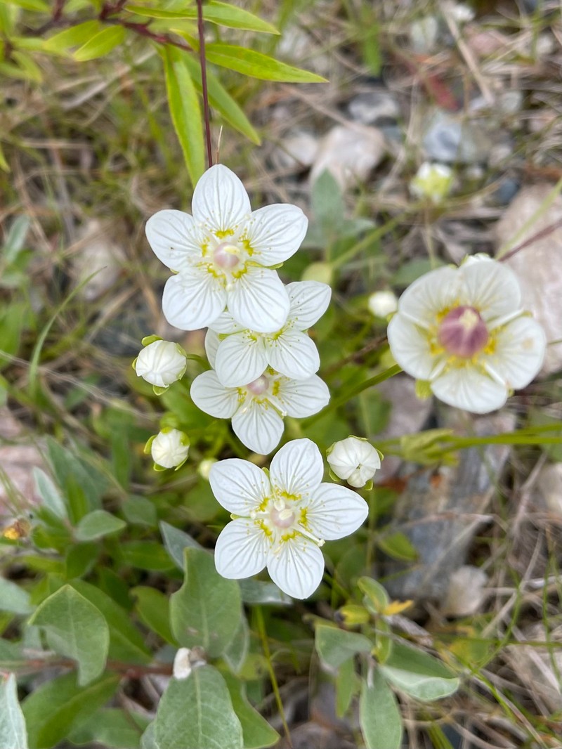 California Grass Of Parnassus photo 5