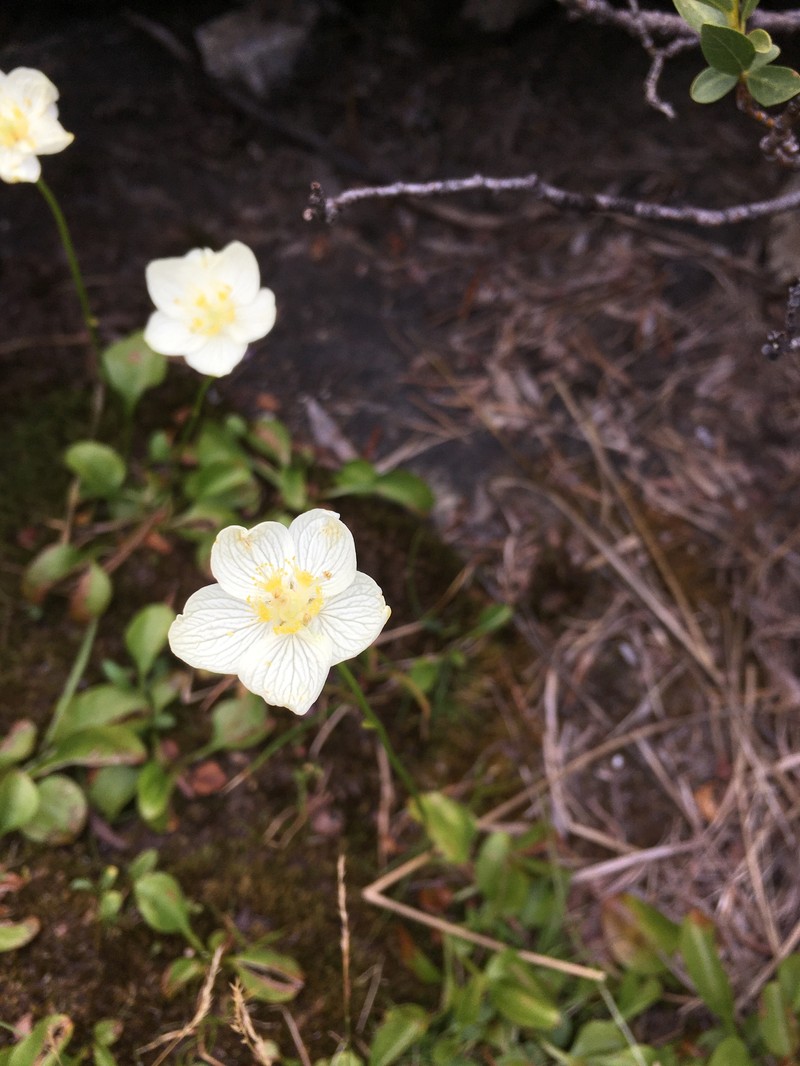 California Grass Of Parnassus photo 6