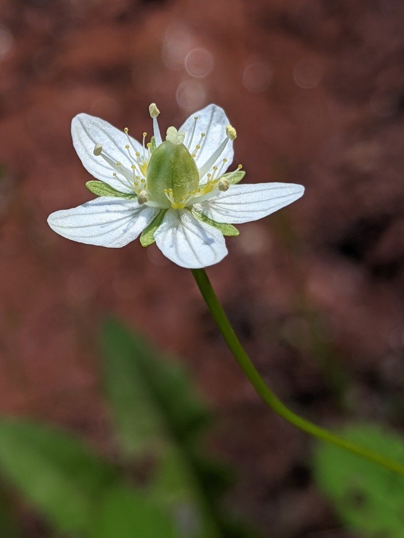 Parnassia parviflora photo 2