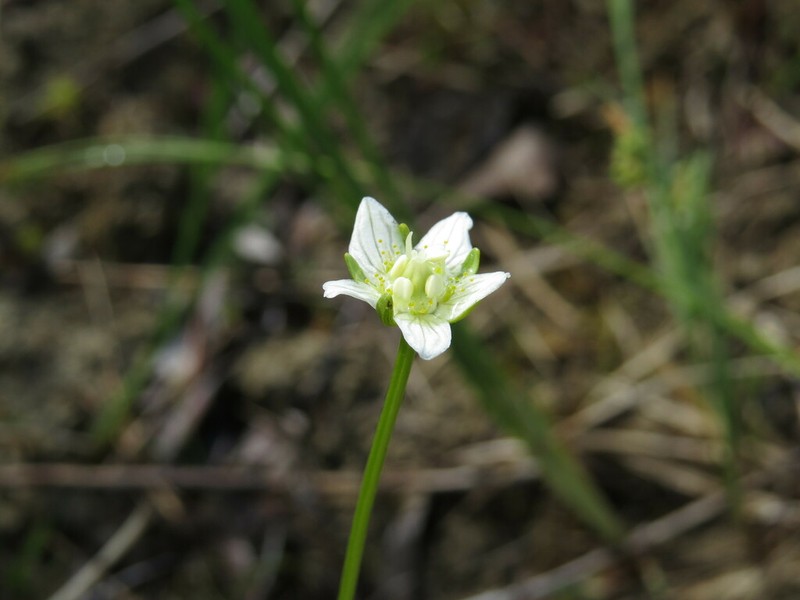 Parnassia parviflora photo 3