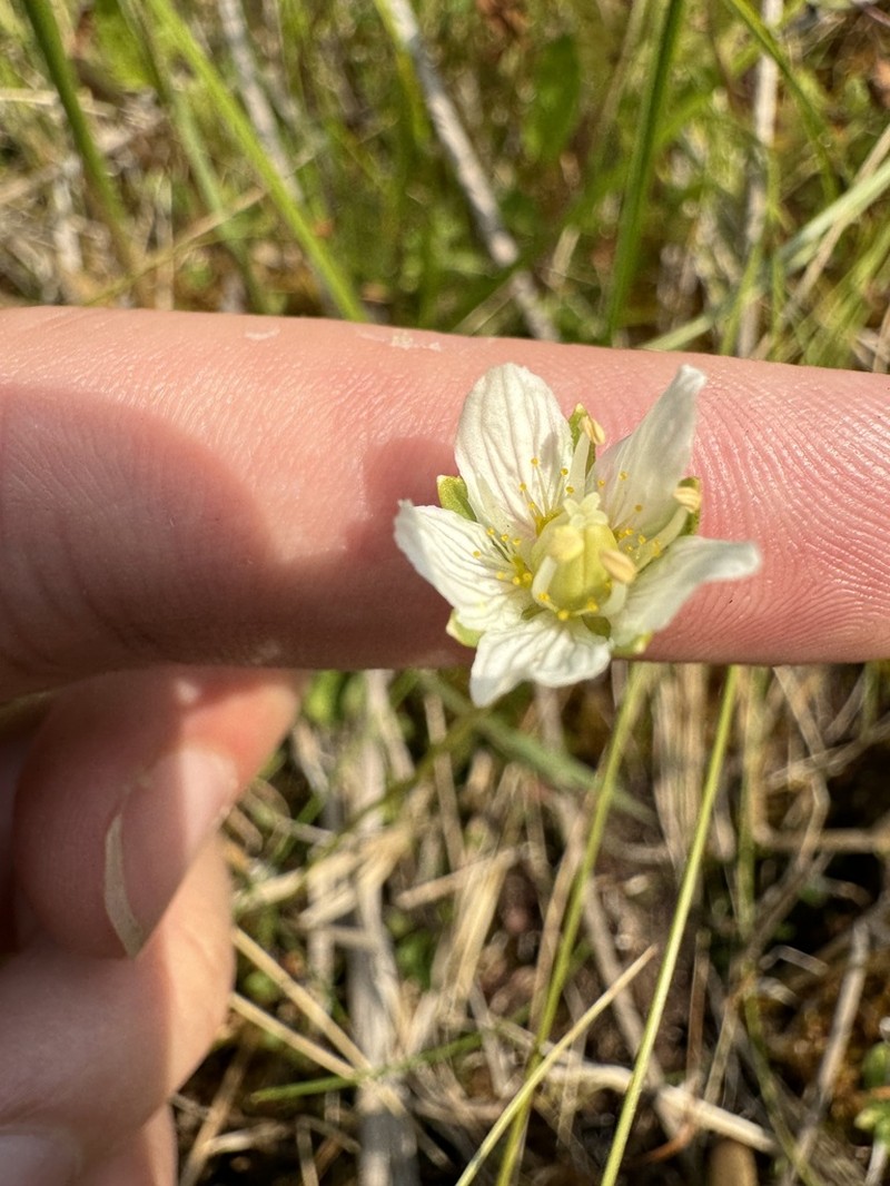 Parnassia parviflora photo 4